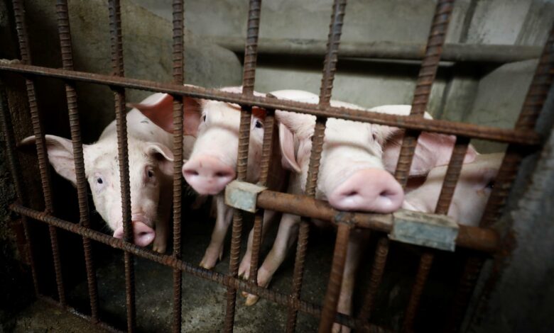 Nepal reports first African swine fever outbreak