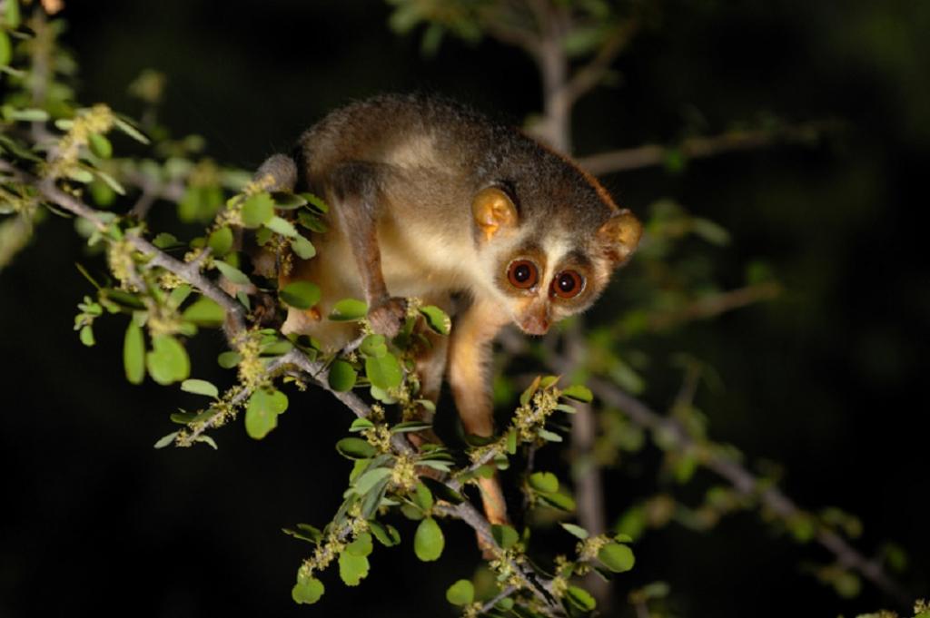 TN govt notifies first Slender Loris sanctuary