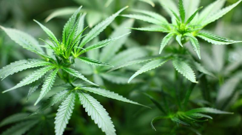 Huge haul of ganja in city
