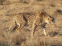 South African cheetah translocated to Kuno National Park dies