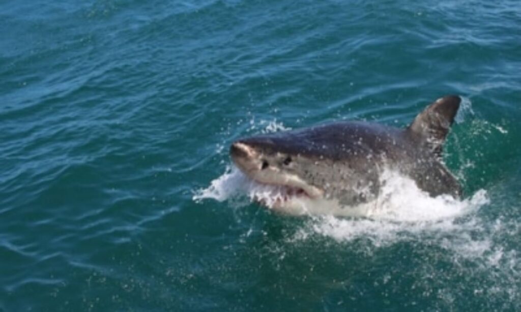 Aus State closes beaches after shark attack