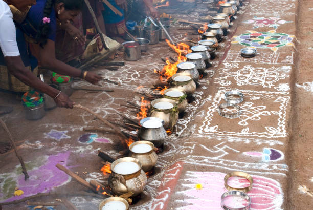 TN gears up for joyous Pongal festival celebration