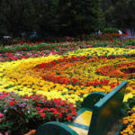 Ooty Flower show begins with grandeur and bloom