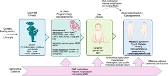 Healthy habits can slash future risks to heart in women with gestational diabetes