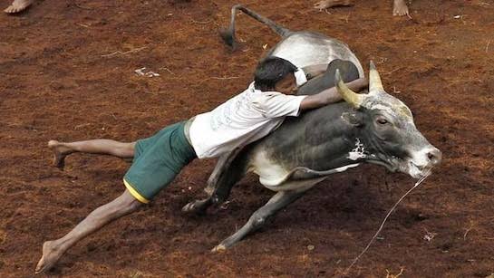 Avaniyapuram Jallikattu on Jan 15 for Pongal fete