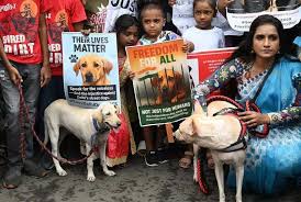Chennai struggles to relocate stray dogs amid shelter dhortage