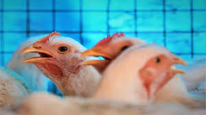 Bird flu fear causes drop in chicken prices