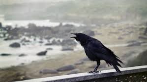 TN govt clarifies on bird flu