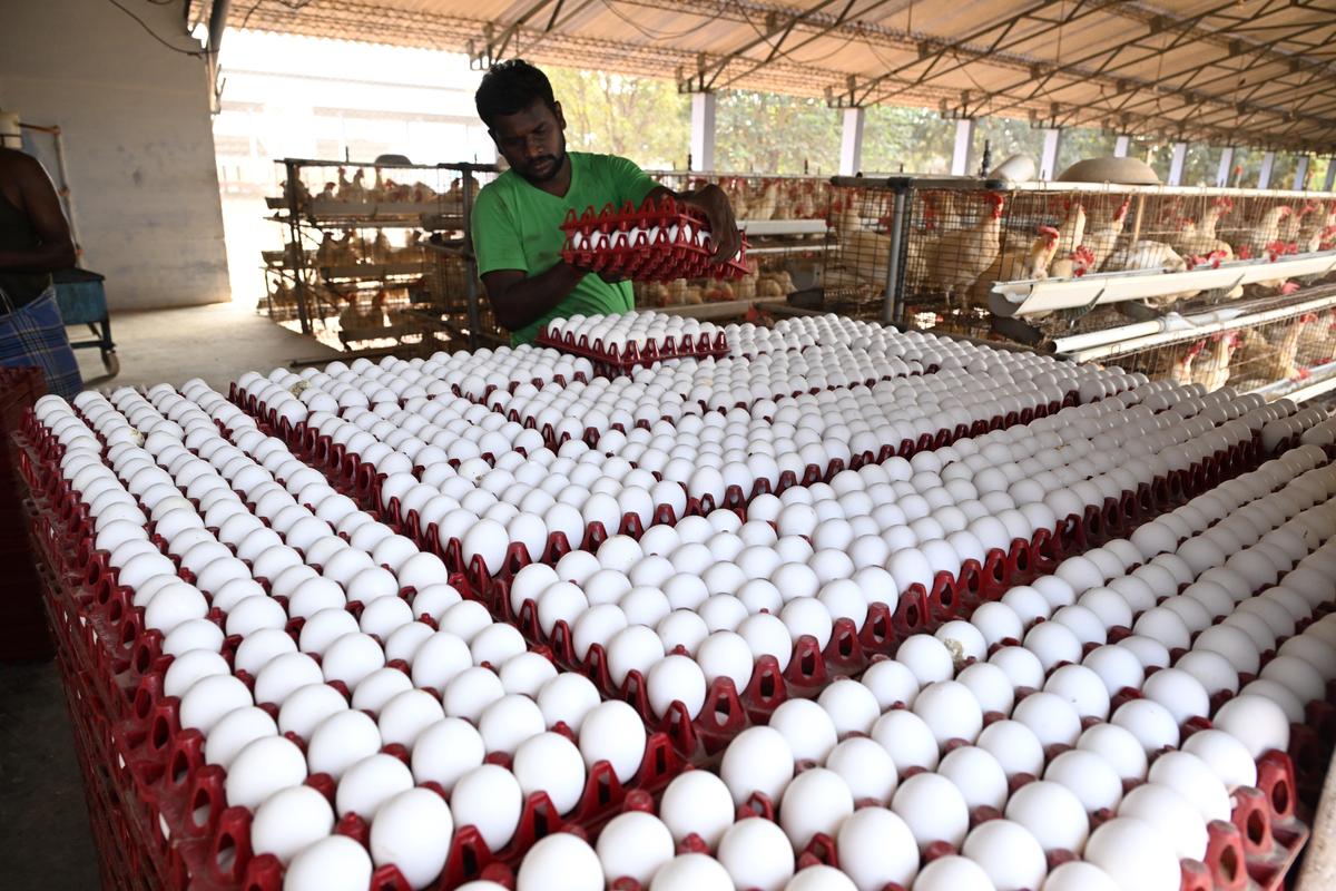 Iran-Israel war halts egg exports in Namakkal