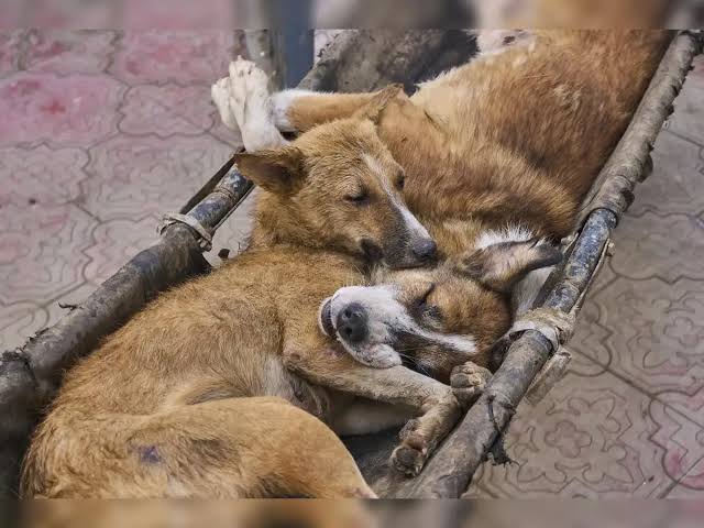 Submit report on stray dog removal in public places: HC to TN govt
