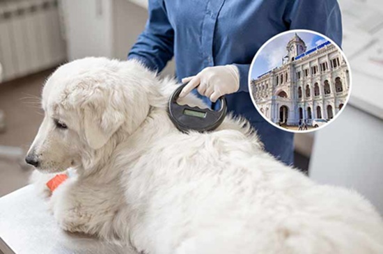 GCC vaccinates 1.68 lakh street dogs against rabies
