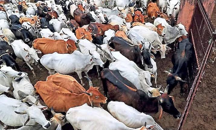 Cow slaughter ban: TN govt moves SC against HC order