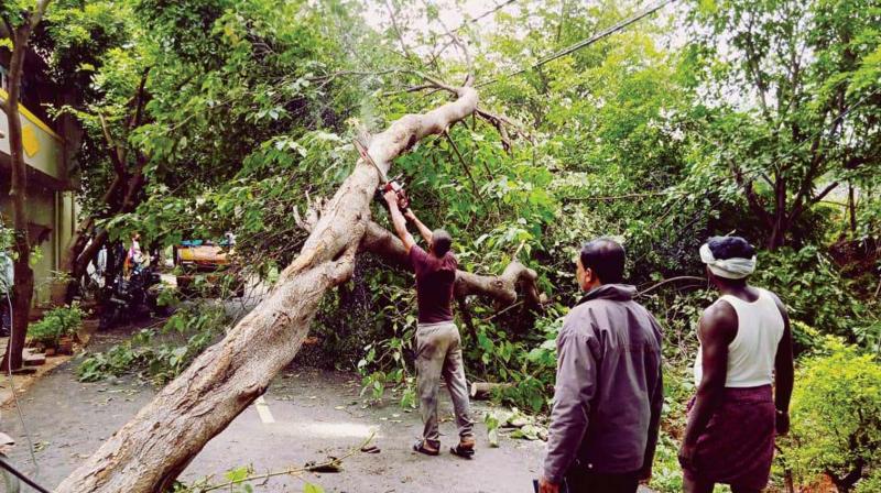 Heavy Rain, Strong Winds Bring Down 10 Trees In Nanganallur