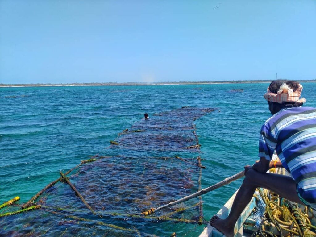 TN poised to grow as moden seaweed hub