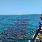 TN poised to grow as moden seaweed hub
