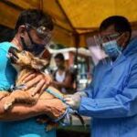 Mega vaccination drive on rabies day