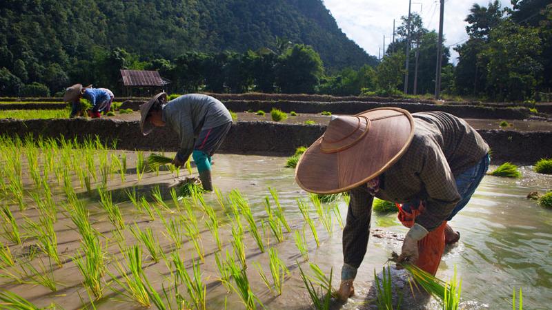 MSP worth Rs 2,356 cr disbursed during 2022-23 Kharif season