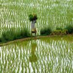 TN allocates Rs 2,339 cr as farm insurance subsidy