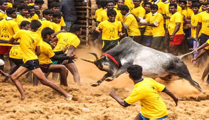 PETA moves SC seeking review of verdict upholding laws allowing ‘Jallikattu’