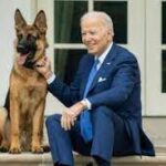 Biden’s dog bites Secret Service agent