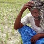 Nagai Farmer succumbs after seeing withered crops
