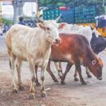 Chennai Corporation increases penalties for stray cattle