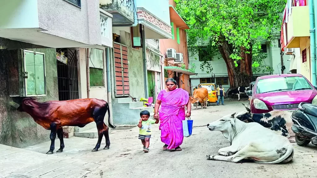Cow attacks raises safety concerns in Triplicane