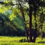 Enjoying nature helps to lower inflammation levels’