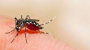 Health dept’s directive as dengue cases increases