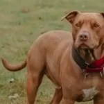 After Rottweiler attack, TN bans 23 ‘dangerous’ dog breeds