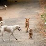 Stray dog attack on infant in Kanchi raises concerns