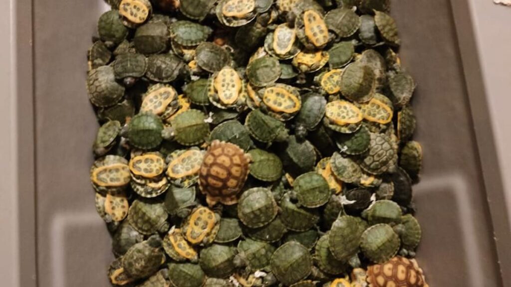 Huge haul of star tortoises in Chennai airport