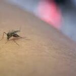 Mosquito menace escalates in southern Chennai