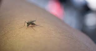 Mosquito menace escalates in southern Chennai