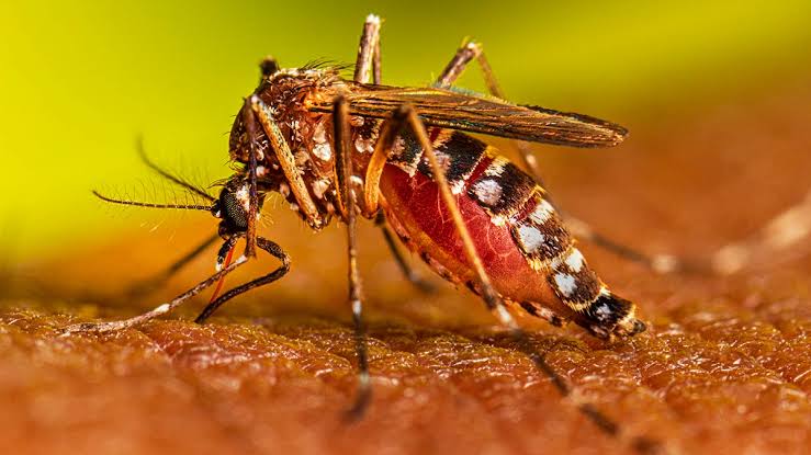 Dengue outbreak in TN: A growing public health concern