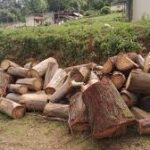 Stricter penalties for illegal tree felling on govt land