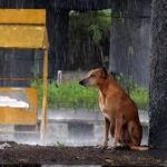 Caring for pets during Chennai’s monsoon season