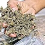 Huge haul of ganja at Chennai airport