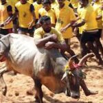 Pongal Jallikattu planned at over 400 locations