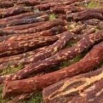 960 kg of red sandalwood seized