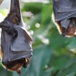 ‘New bat coronavirus could infect humans like Covid-19’