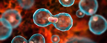 Scientists create novel method to identify healthy and cancerous cells