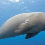 Global recognition for TN’s Dugong conservation reserve