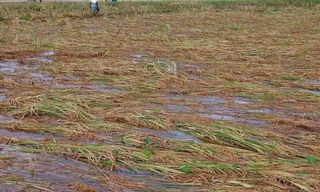 Paddy crops under water in delta areas