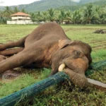 Wild elephant found dead in Mettupalayam