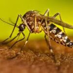Dengue cases on the rise in TN