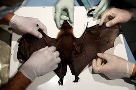 Scientists detect new Covid-like virus from bats in Brazil