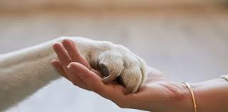 Chennai Corporation eases pet ownership rules