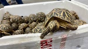 Chennai Customs foil massive turtle smuggling bid