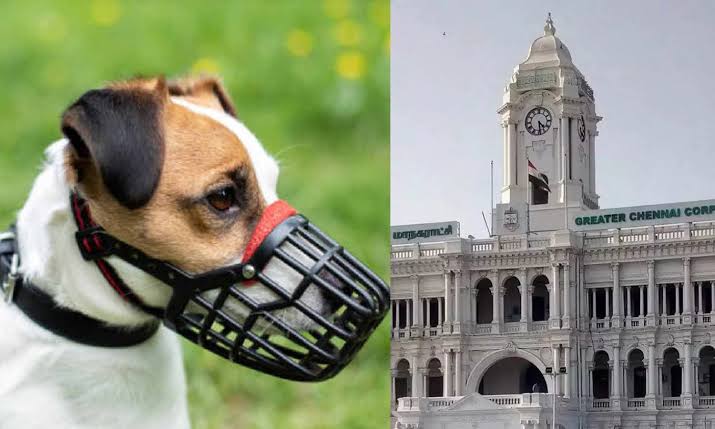 GCC bans new Pit Bull, Rottweiler licences from Dec 20